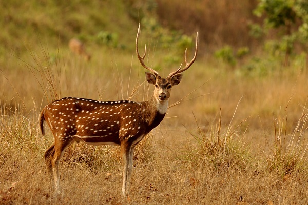 A_chital_stag_1