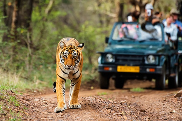 luxury-tiger-safaris-india-tiger-safaris-ker-downey-walk